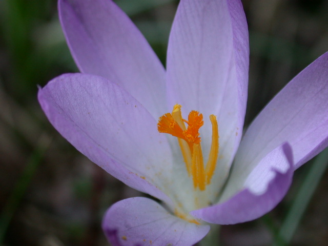Crocus neapolitanus / Zafferano napoletano